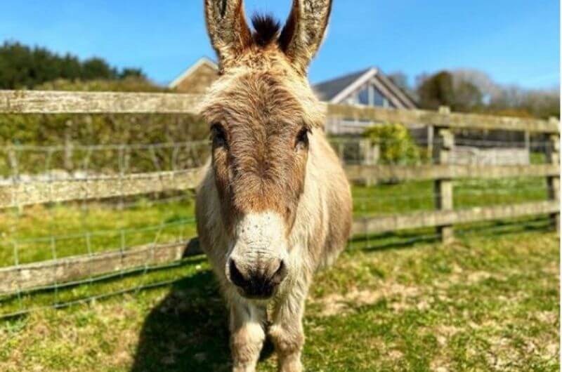 Esel-Horace-Ferienhaus-4-Personen-Merlin-Farm-Cottages-Landhaus-Urlaub-Cornwall-England-UK-Familienurlaub-mit-Kindern-nachhaltig-eco-tourism-meer-bauernhof-strand-hund