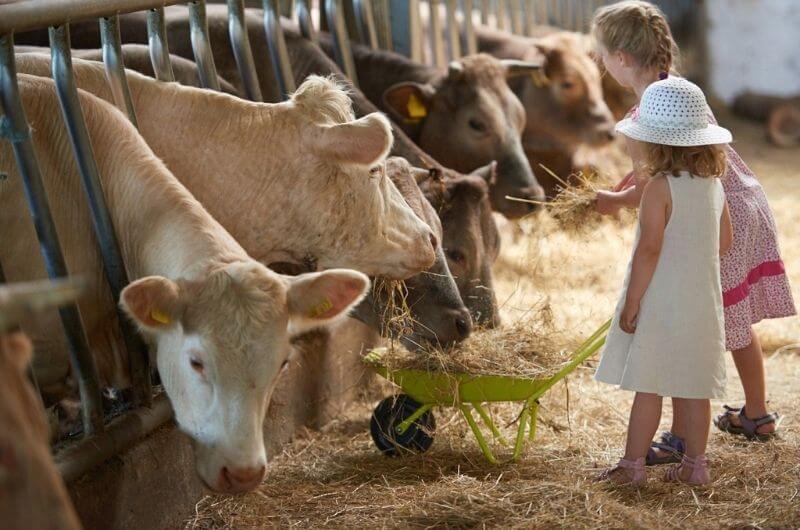 Kühe-füttern-Stall-Kinder-Familienurlaub-Ferienhof-Hardthöhe-Mittelrhein-Reiterhof-Urlaub-Bauernhof-mit-Kindern-nachhaltig-bio-Wellness-Blockhaus-rlp-familie-ferienwohnung-baby-Ferien