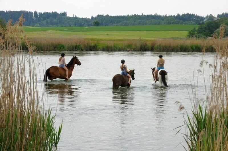 Pferde-im-Wasser-reiten-urlaub-auf-dem-bauernhof-am-chiemsee-chiemgau-luxus-ferienbauernhof-unterkunft-ferienwohnung-kinderfreundlich-mit-frühstück-moierhof