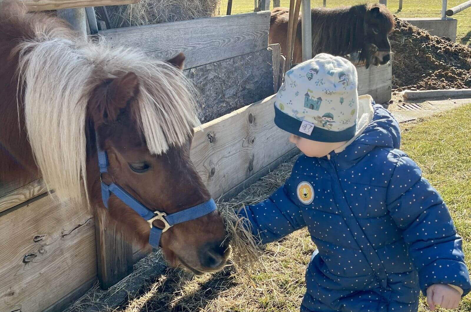 Ponyreiten-Kinderbauernhof-Urlaub-mit-Kind-in-Bayern-deutschland-chiemsee-ferienwohnung-familienfreundlich-esterer-hof-familienurlaub